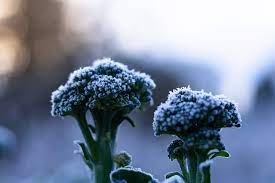 IQF/Frozen Broccoli broc2-5727388-85612.jpg