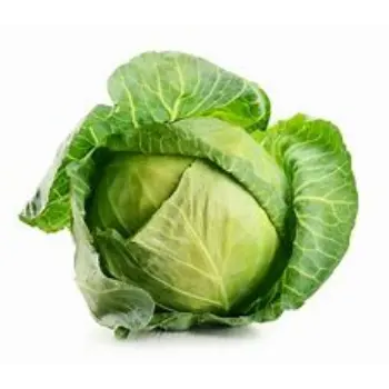cabbage-01-4870127-90180.webp