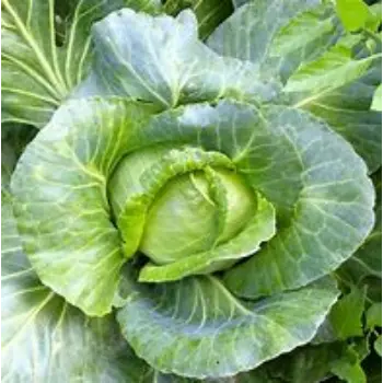cabbage-02-5165712-3484.webp
