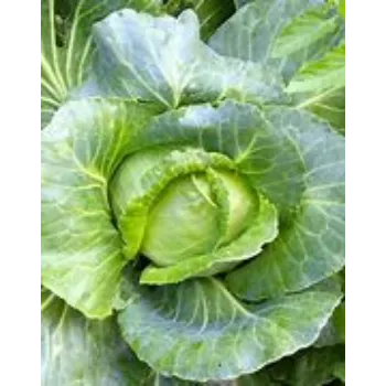 cabbage-04-2612078-50379.webp