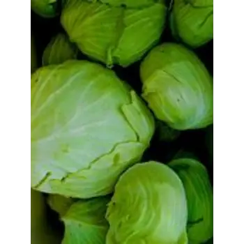 cabbage-04-7769452-74125.webp