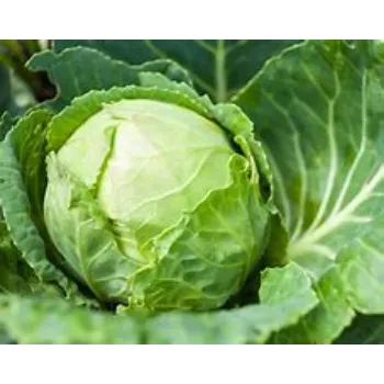 cabbage-05-5004565-88714.webp