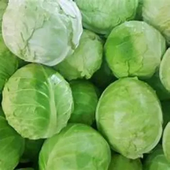 cabbage-06-6527721-91596.webp