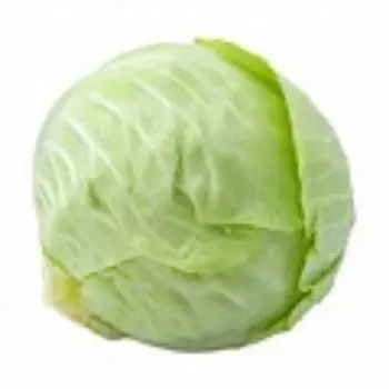 cabbage-08-6515311-33017.webp