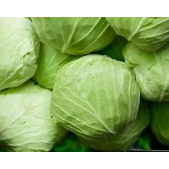 cabbage-11-3781057-94028.webp