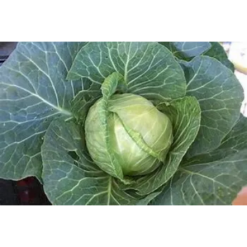 cabbage-14-9454939-19173.webp