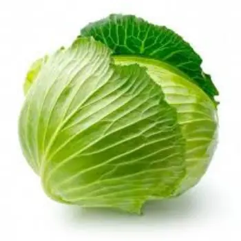 cabbage12-5992980-62330.webp