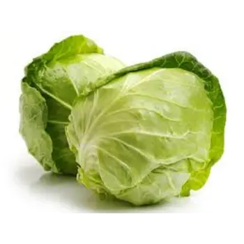 cabbage14-7100120-78517.webp