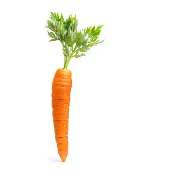 Common Frozen Carrot carrot-01-4335256-12283.webp