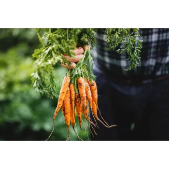 Common Frozen Carrot carrot-13-7995155-4763.webp