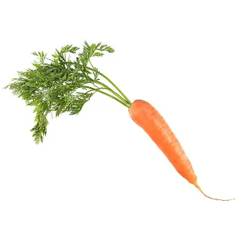 Frozen Carrot carrot-14-5833869-48636.webp