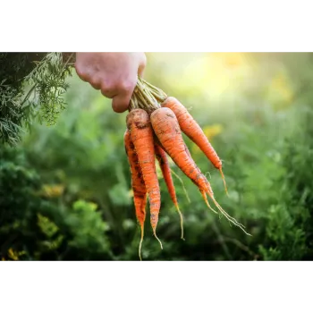 Fresh Frozen Carrot carrot-29-9978648-10435.webp