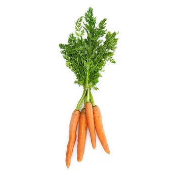 Frozen Carrot carrots-03-7154648-36056.webp