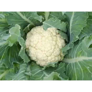 cauliflower-09-211667-99716.webp
