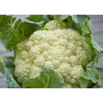 cauliflower-12-6402516-2707.webp