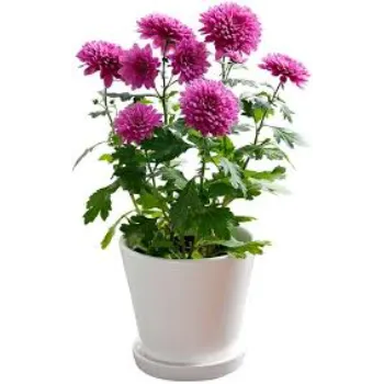Natural Chrysanthemum Plant chrysanthemum-plant-33-900042-87193.webp