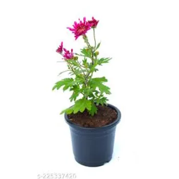 Organic Chrysanthemum Plant chrysanthemum-plant-34-1259835-41612.webp