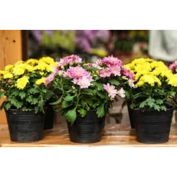 Common Chrysanthemum Plant chrysanthemum-plant-52-8781807-49766.webp