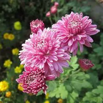 Organic Chrysanthemum Plant Manufacturer chrysanthemum-plant2-1753179-88789.webp