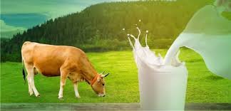 Cow Milk cow4-1800763-12301.jpg