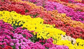 Chrysanthemum Plant cp1-387356-11613.jpg