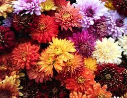 Chrysanthemum Plant cp5-940385-22052.jpg