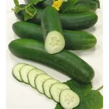 cucumber-05-9683051-42297.webp