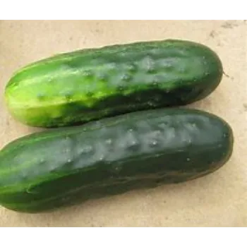 cucumber-08-2545692-42479.webp