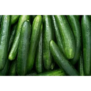 cucumber-14-7268934-56080.webp