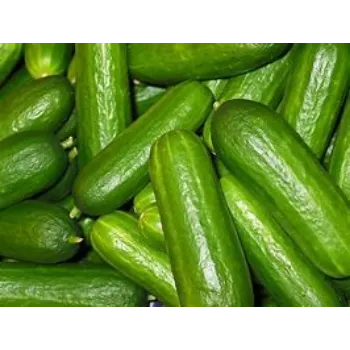 cucumber-17-9567097-99999.webp