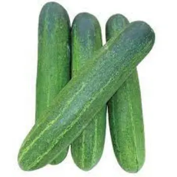 cucumber01-7116044-59695.webp