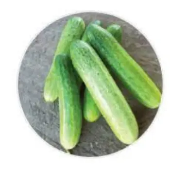 cucumber05-1835127-85679.webp