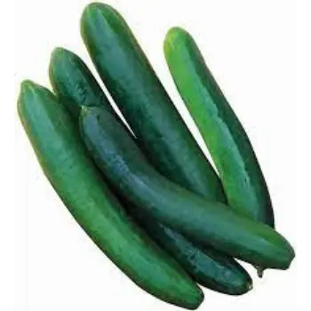 cucumber06-3595787-47080.webp
