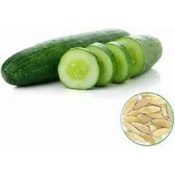 cucumber08-1486757-45066.webp