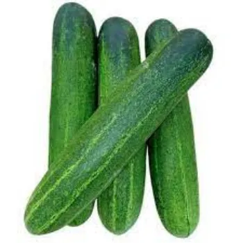 cucumber08-5477525-43316.webp