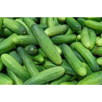 cucumber14-9139326-62819.webp