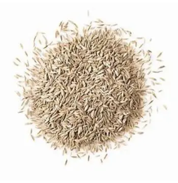 Fresh Cumin Seeds cumin-seeds37-966484-71266.webp