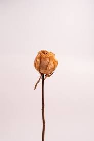 Organic Dry Rose dry-rose-4-1426009-45425.jpg