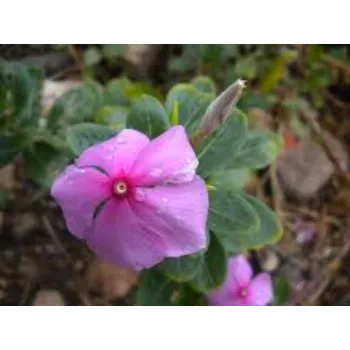 Pink Arali Flower f-14-6225512-89165.webp