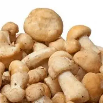 frozen Mushroom fm3-181585-70927.webp