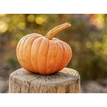 fresh-pumpkin-01-4133771-1366.webp