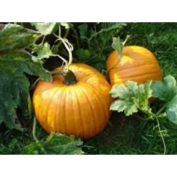 fresh-pumpkin6-2385885-44934.webp