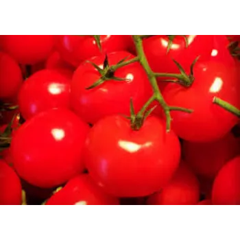fresh-tomato3-7556343-68389.webp