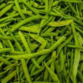 Natural Frozen Beans frozen-beans15-9978769-28259.webp