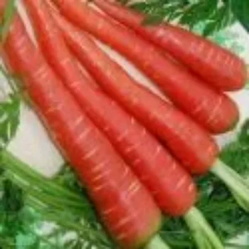 Frozen Carrot frozen-carrot-01-5275080-88767.webp