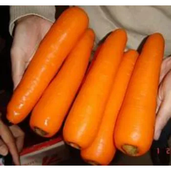 Frozen Carrot frozen-carrot-03-3402420-76326.webp