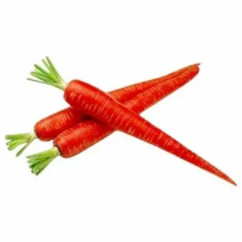 Frozen Carrot frozen-carrot-03-7589221-18864.webp