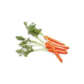 Organic Frozen Carrot frozen-carrot15-1651467-98016.webp