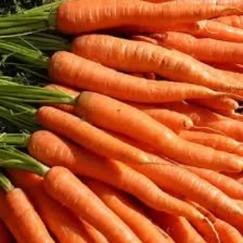 Natural Frozen Carrot frozen-carrot18-873818-8440.webp