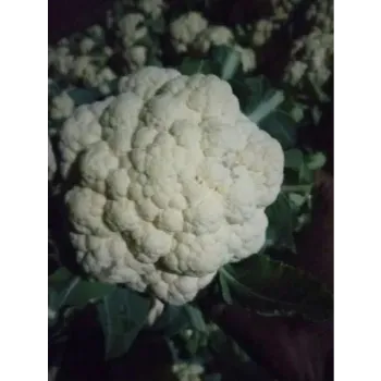 Natural Frozen Cauliflower frozen-cauliflower-06-7873360-92245.webp